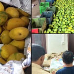 Hyderabad police raid godowns over chemical mango ripening