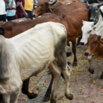 Police raid illegal cattle slaughterhouse in Vejalpur